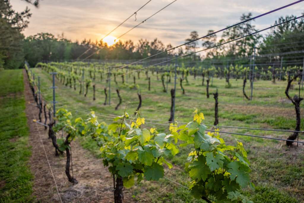 North Carolina Vineyard